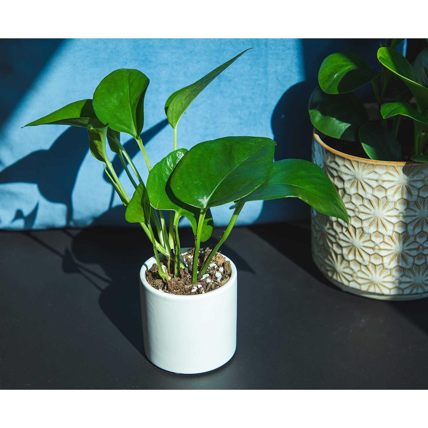 Plants for Pets Easy to Grow Houseplants Live House Plants in Containers Growers Choice