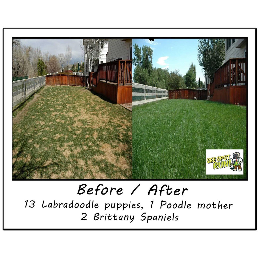 See Spot Run Dog Urine Neutralizer for Lawn Protection Cures and Prevents Burn Spots