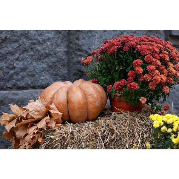 BELL NURSERY Straw Bale Full