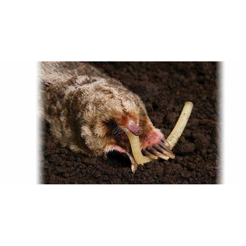 Talpirid Mole Bait