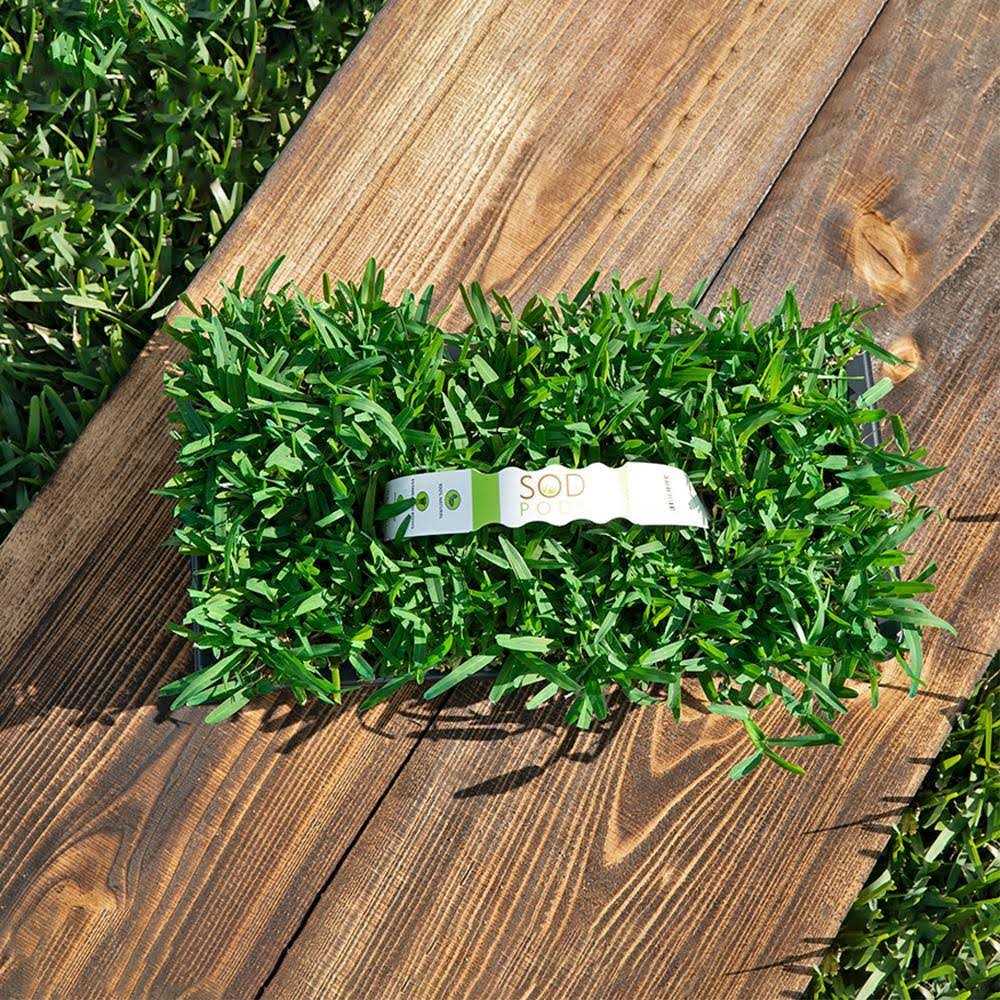 Sod Pods St Augustine Grass Plugs Natural