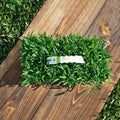 Sod Pods St Augustine Grass Plugs Natural