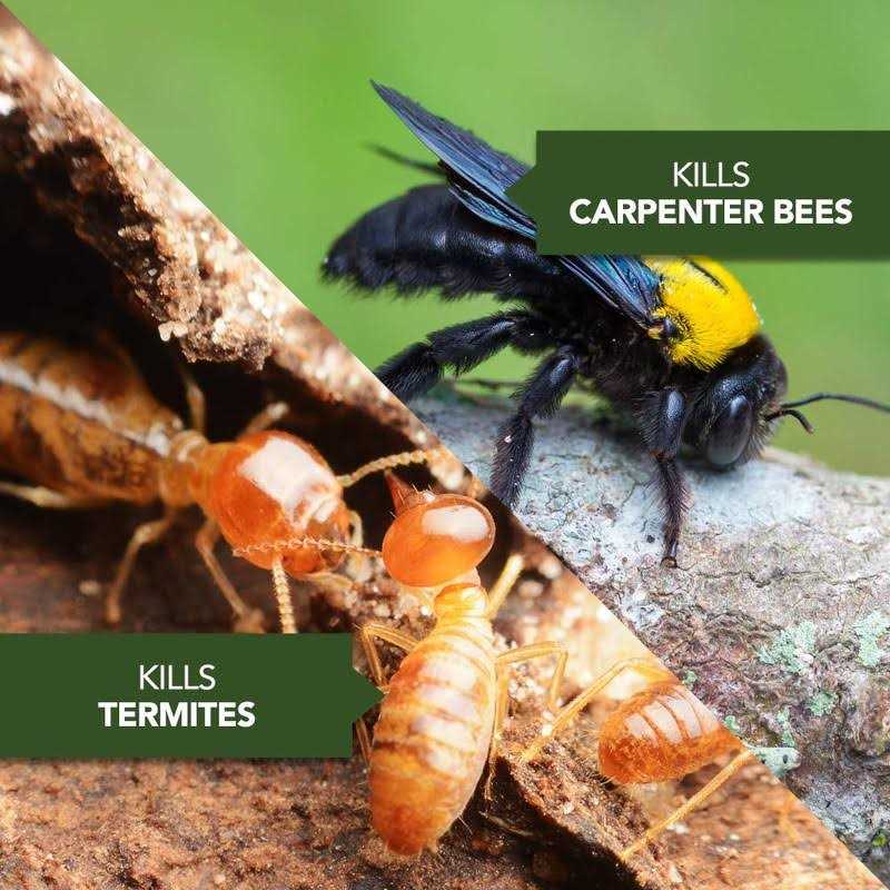 BioAdvanced Carpenter Ant & Termite Killer Plus