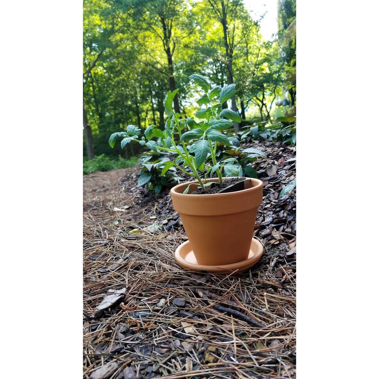 Pennington Terra Cotta Clay Pot