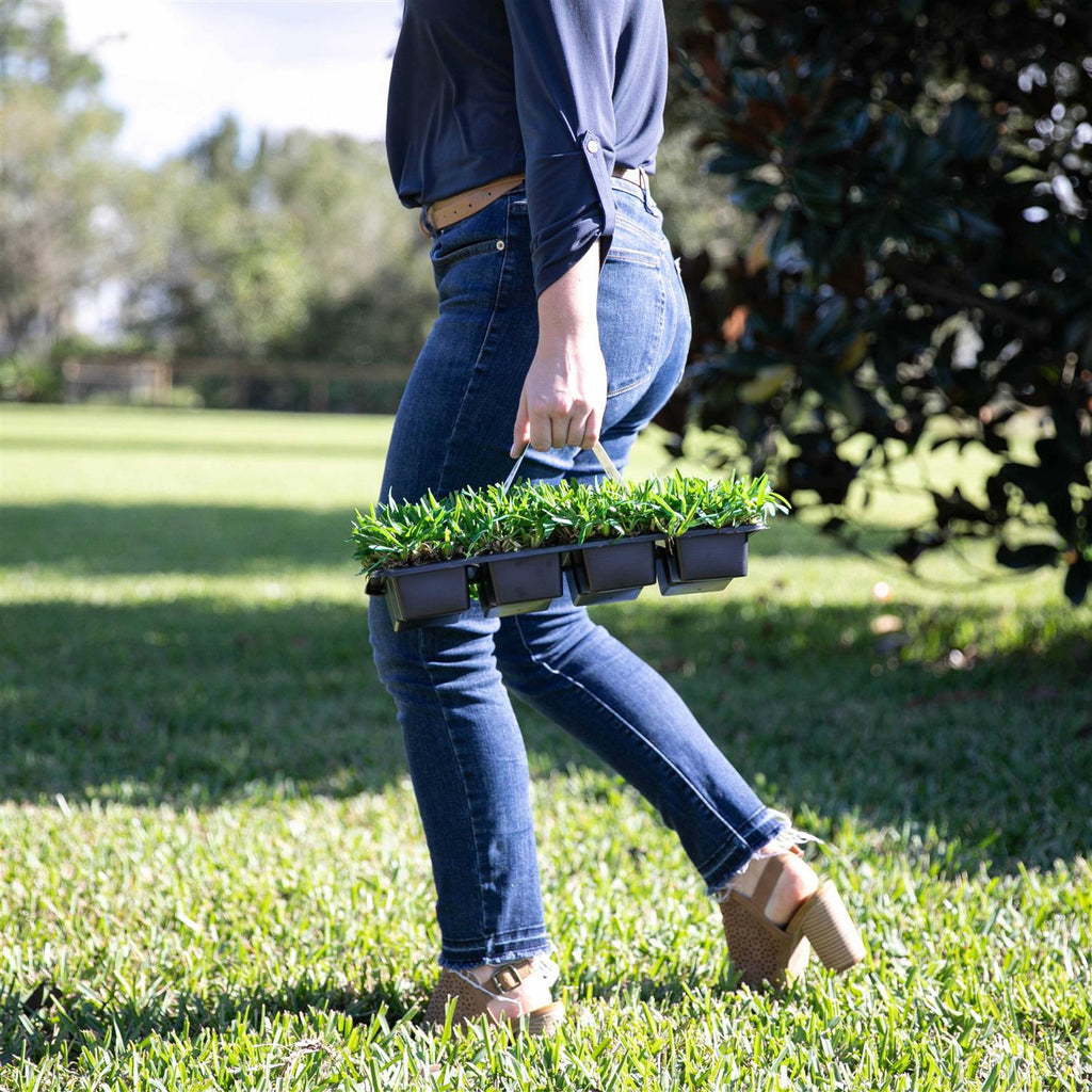 Sod Pods St Augustine Grass Plugs Natural