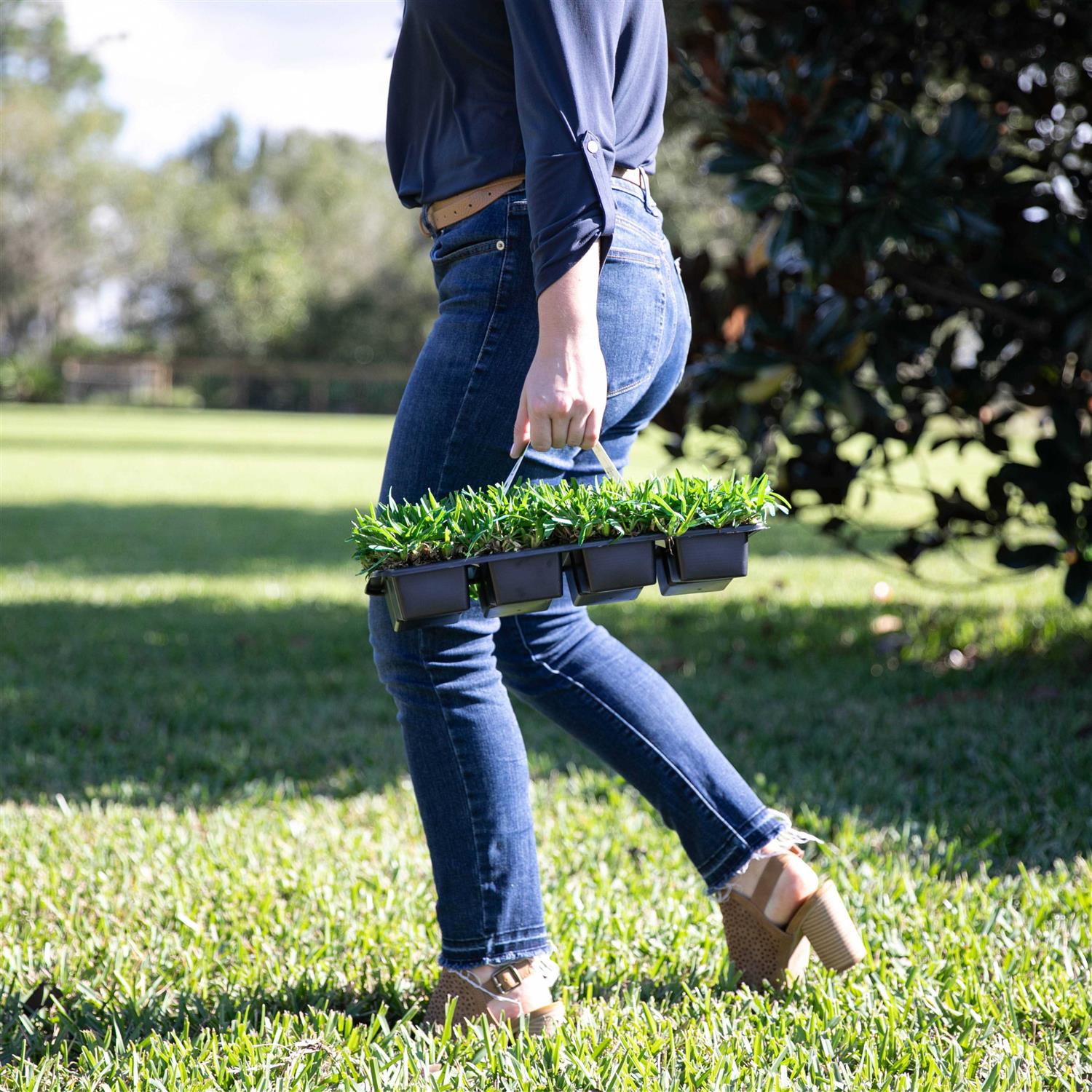 Sod Pods St Augustine Grass Plugs Natural