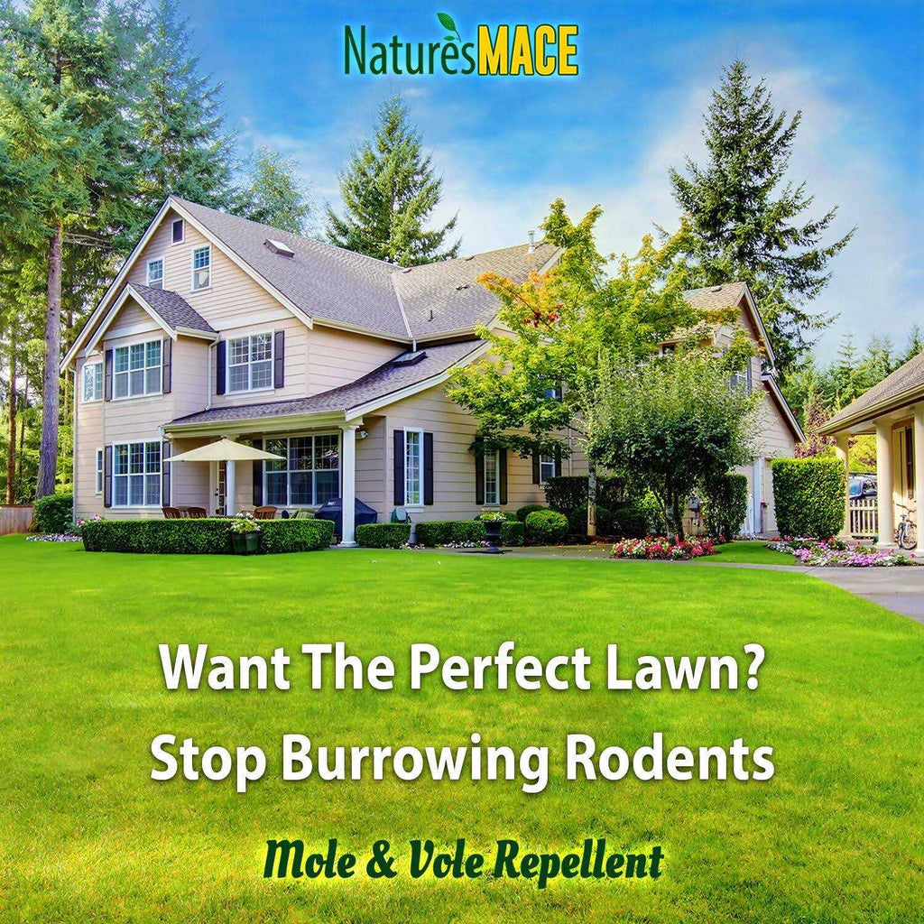 Nature’s Mace Mole & Vole Repellent 1 Gallon Pure Castor Oil Concentrate Covers up to 20,000 Sq Ft