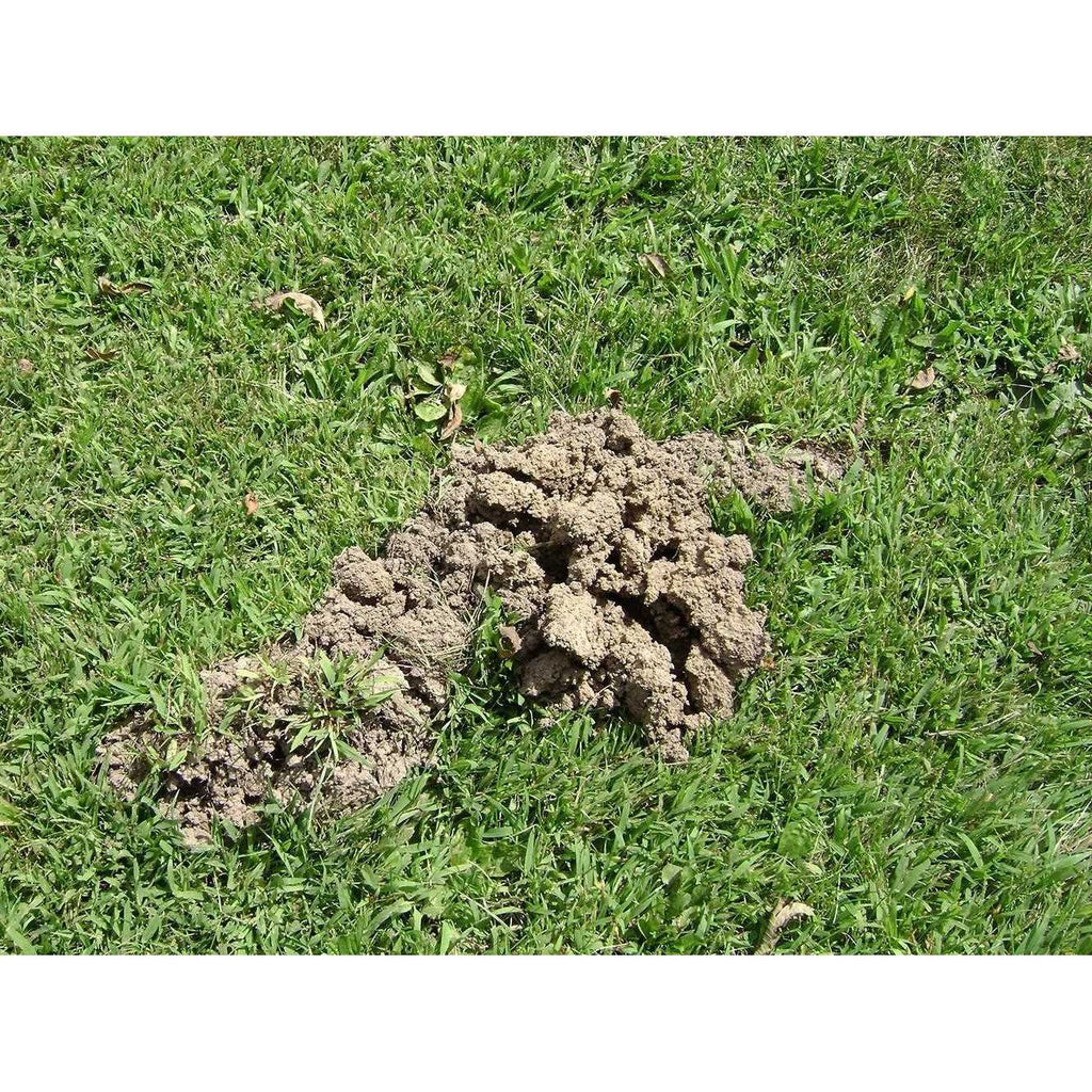 Tomcat Mole Killer