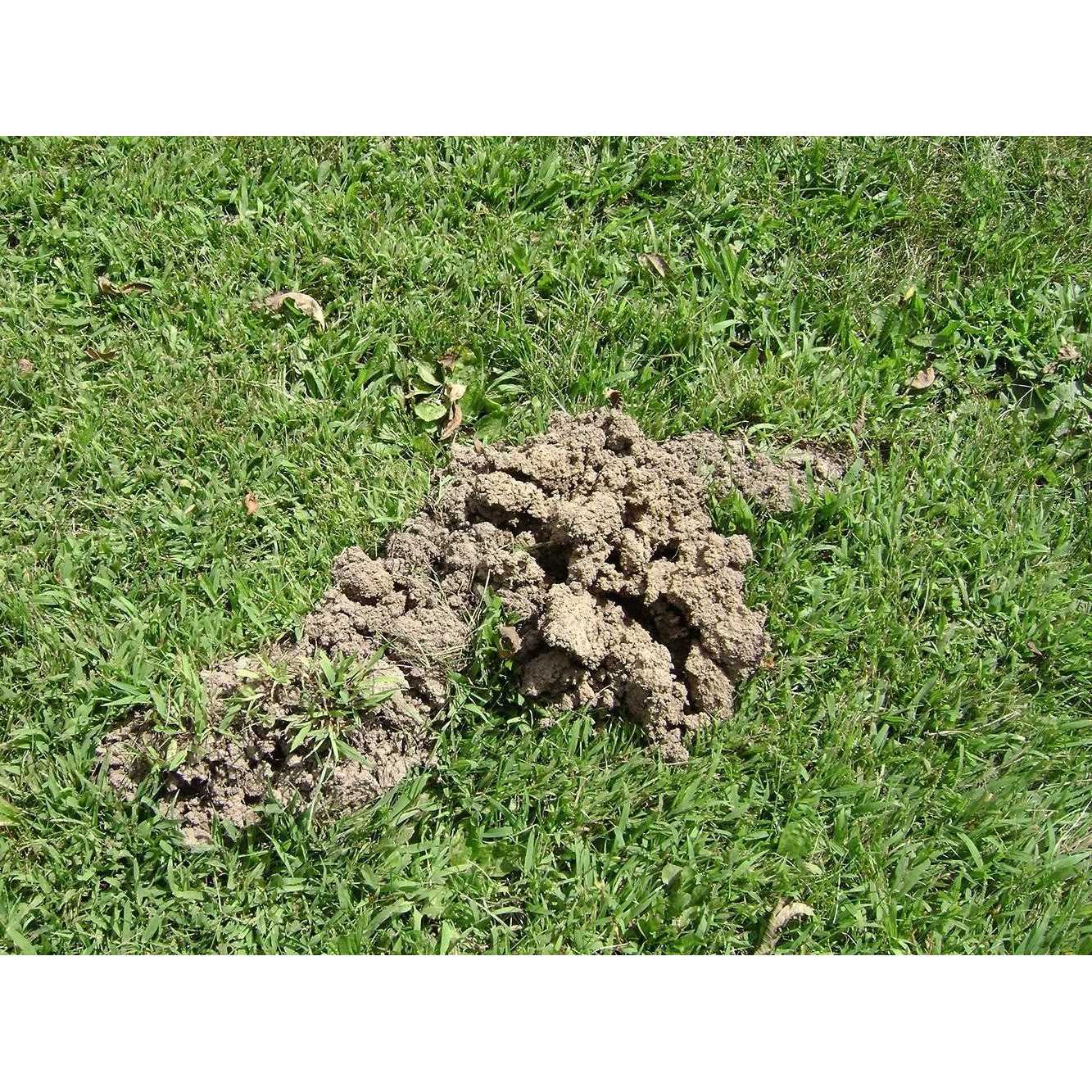 Tomcat Mole Killer