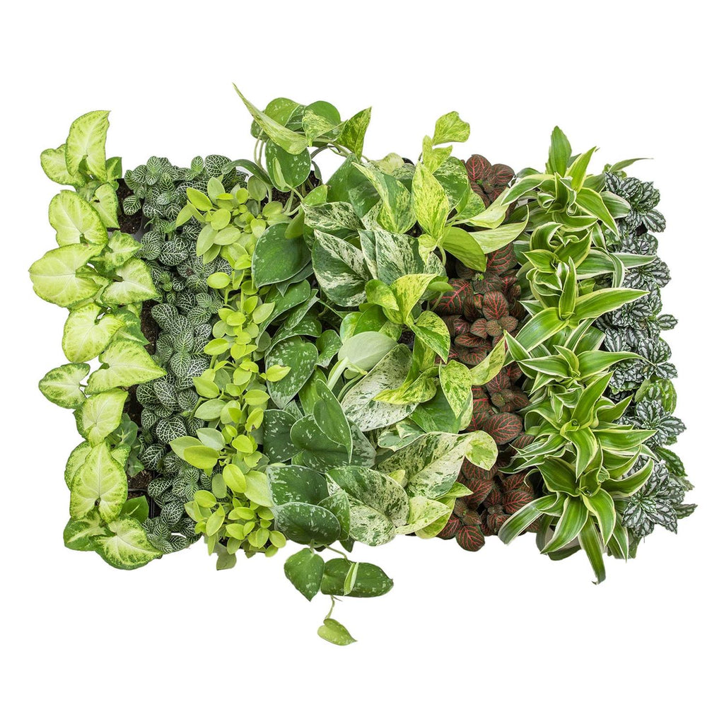 Plants for Pets Easy to Grow Houseplants Live House Plants in Containers Growers Choice