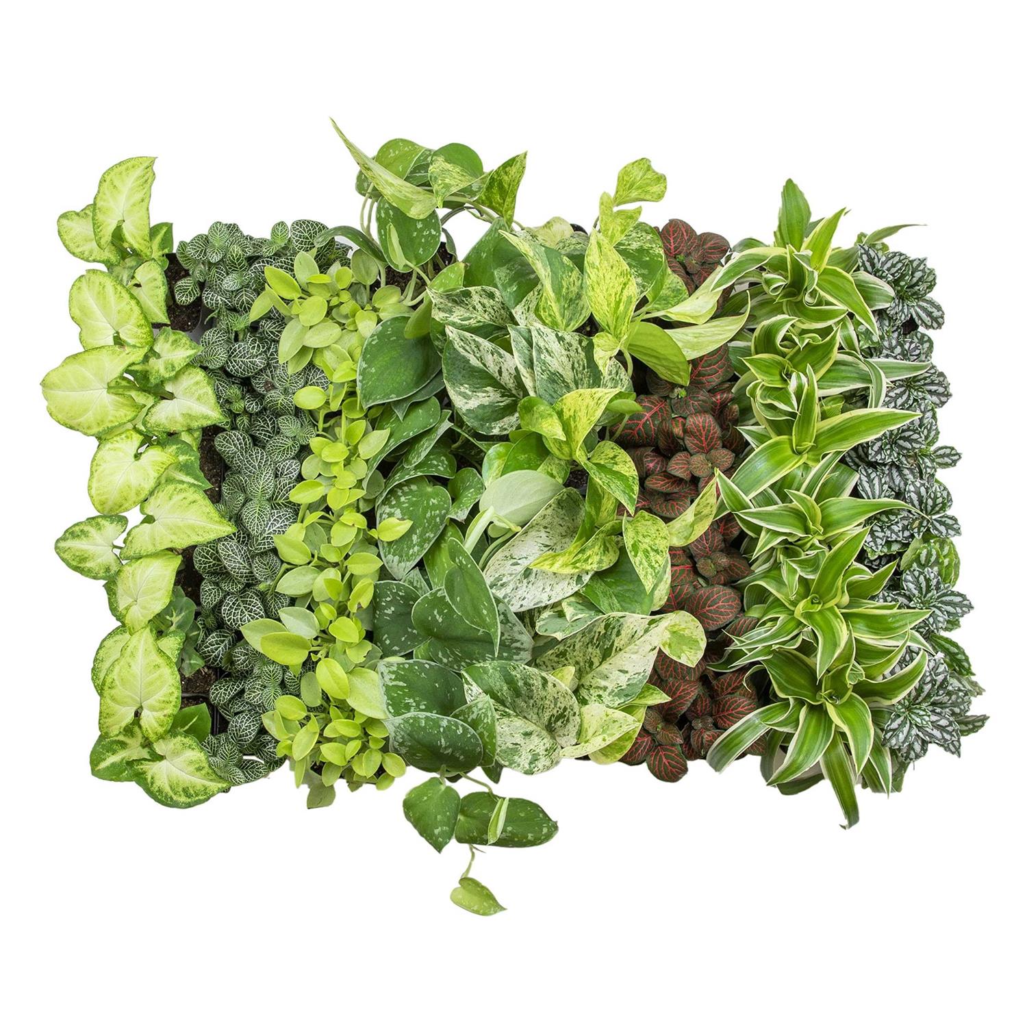 Plants for Pets Easy to Grow Houseplants Live House Plants in Containers Growers Choice