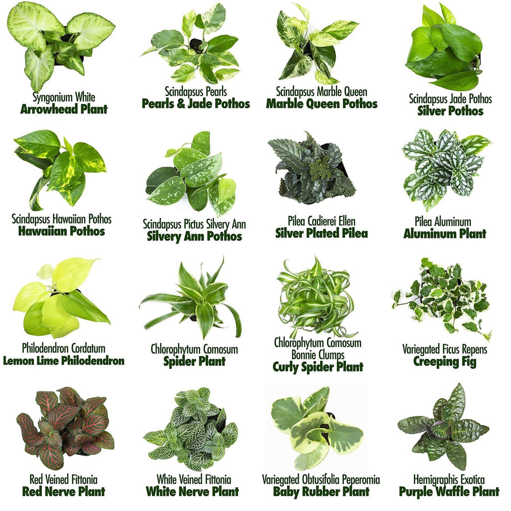 Plants for Pets Easy to Grow Houseplants Live House Plants in Containers Growers Choice