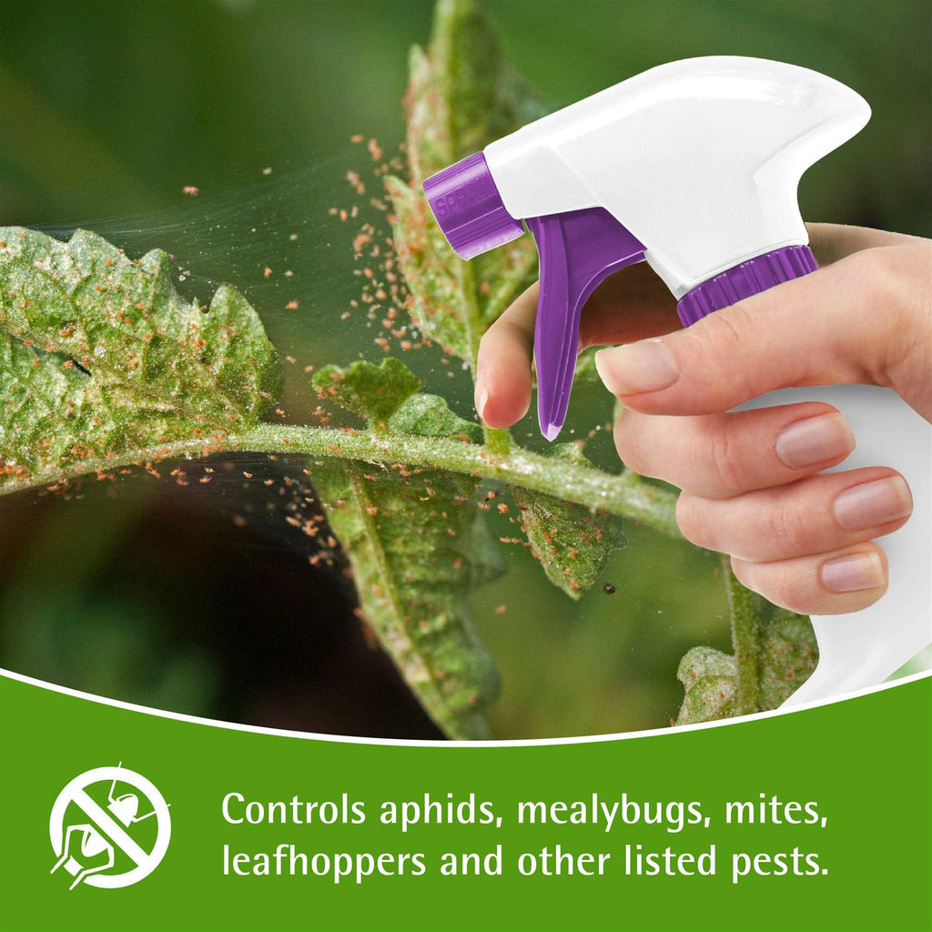 Garden Safe Insecticidal Soap Insect Killer 32 oz