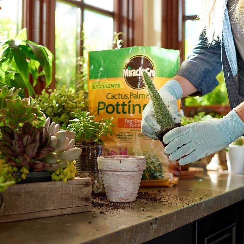 Miracle-Gro Cactus Palm Citrus Potting Mix