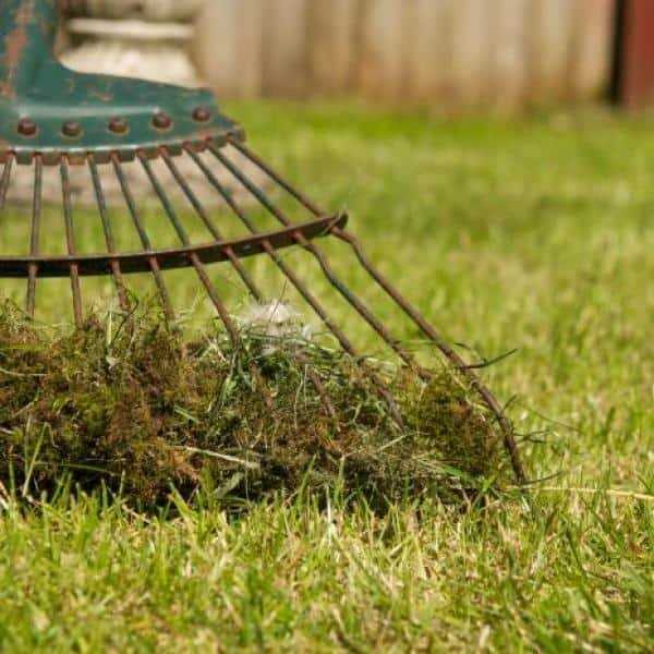Lilly Miller Moss Out Granules