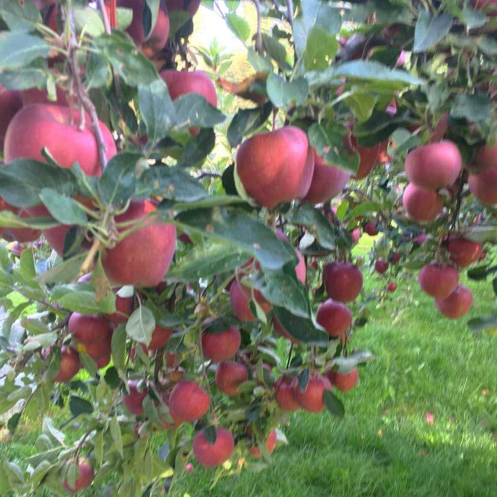 Dr. Jimz Tree Fertilizer Non-Synthetic Vitamins & Nutrients