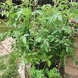 Down to Earth Fish Bone Meal