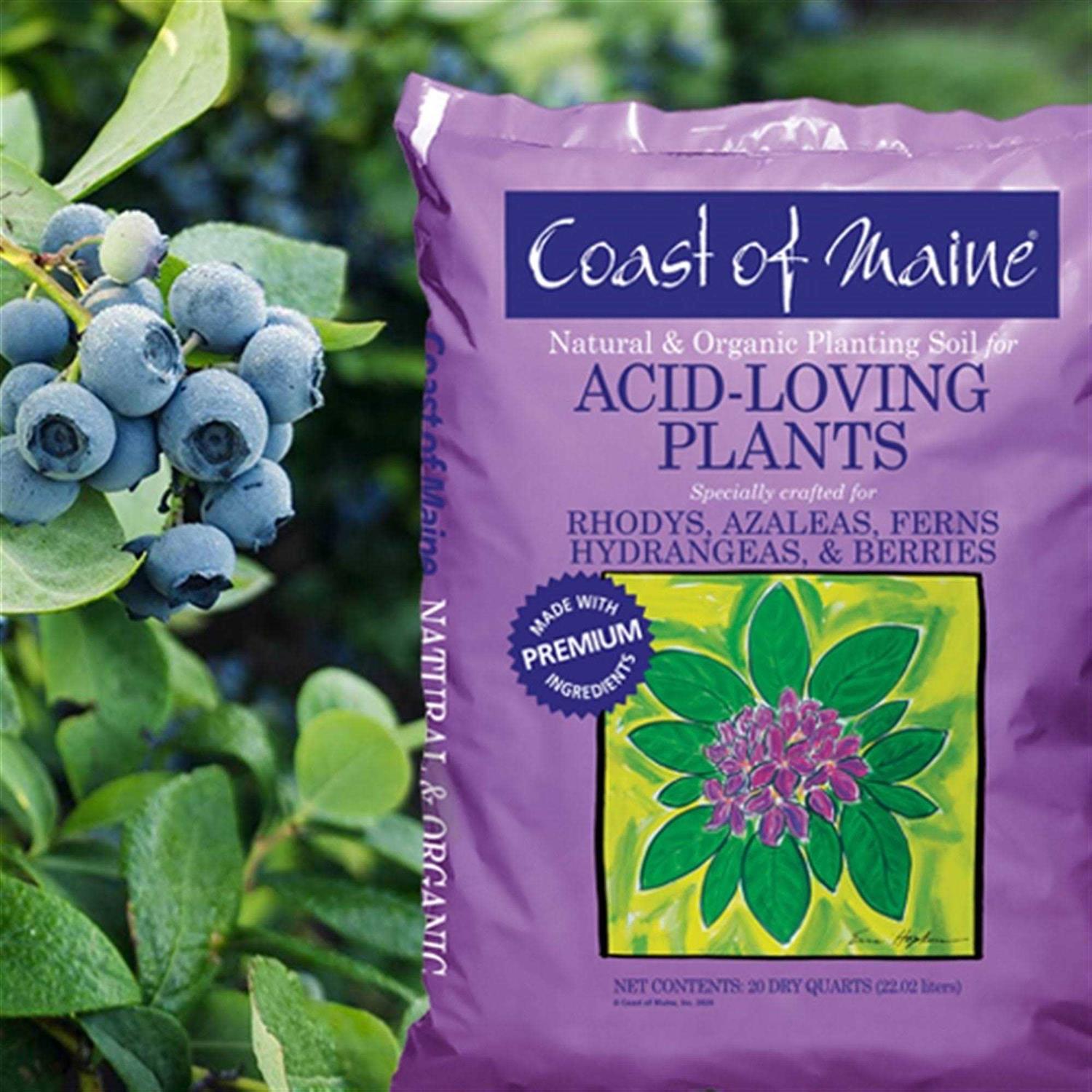 Coast of Maine Acid-Loving Plants Soil