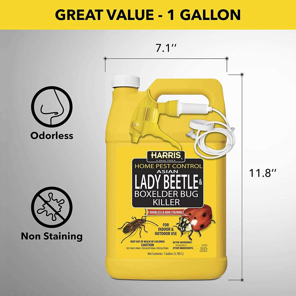 Harris Asian Lady Beetle & Box Elder Bug Killer