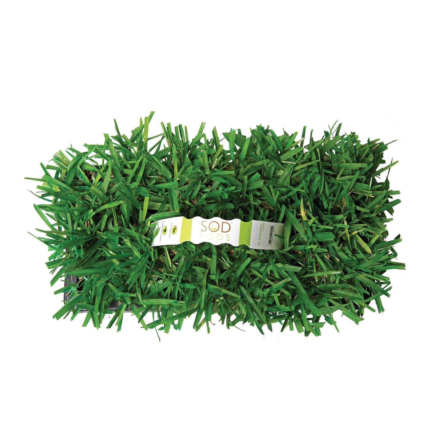 Sod Pods St Augustine Grass Plugs Natural