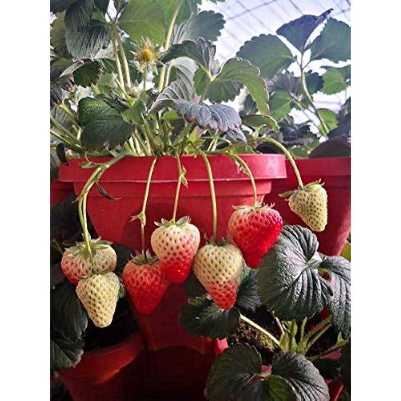 Mr Stacky 5 Tier Strawberry Planter