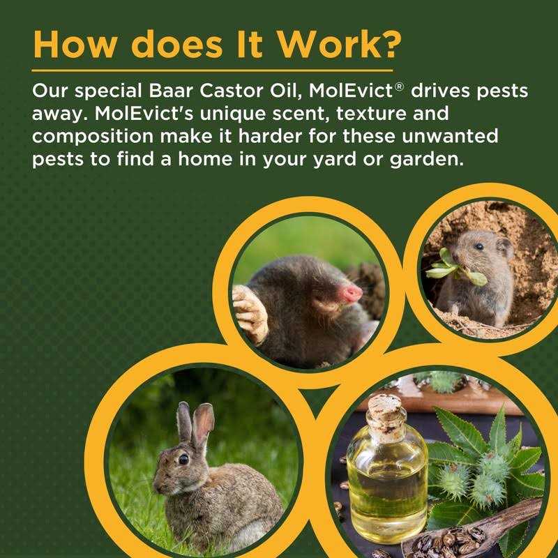 Baar Lawn Mole Castor Oil