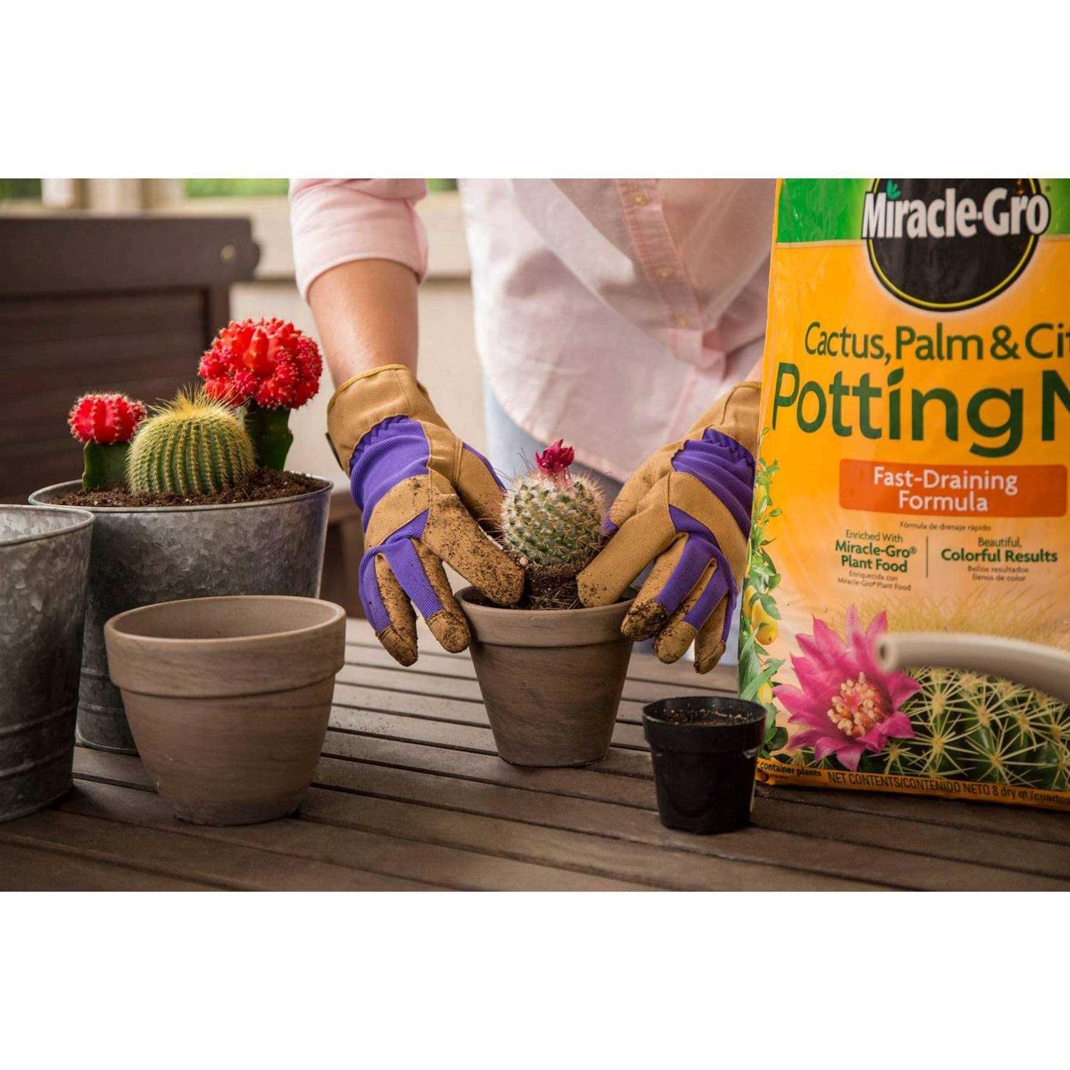 Miracle-Gro Cactus Palm Citrus Potting Mix