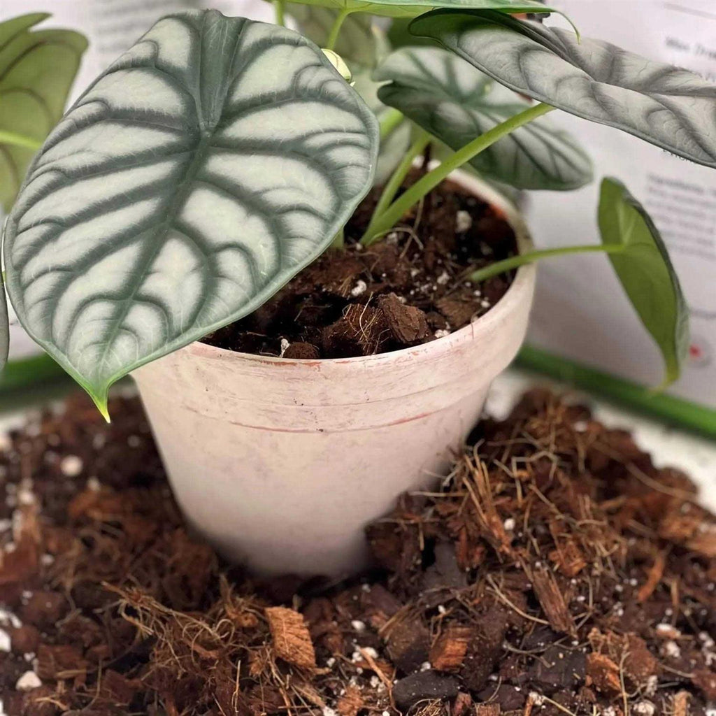 VERYPLANTS Molly’s Aroid Mix Premium Tropical Plant Soilless Potting Mix