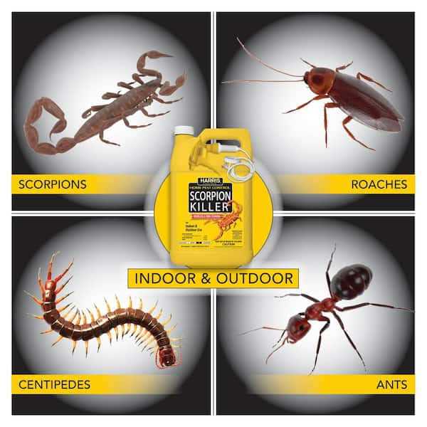 Harris Scorpion Killer Gallon Spray