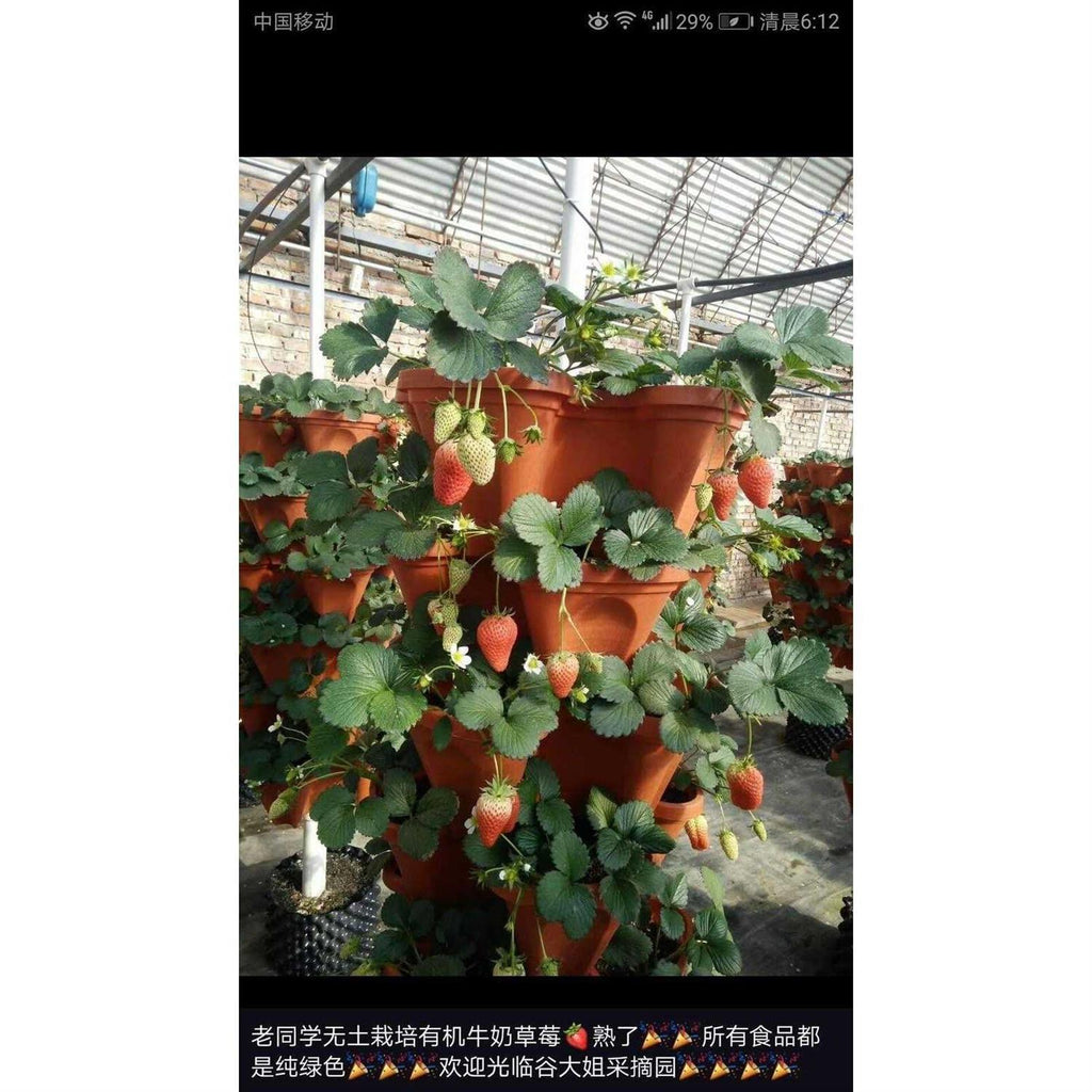 Mr Stacky 5 Tier Strawberry Planter