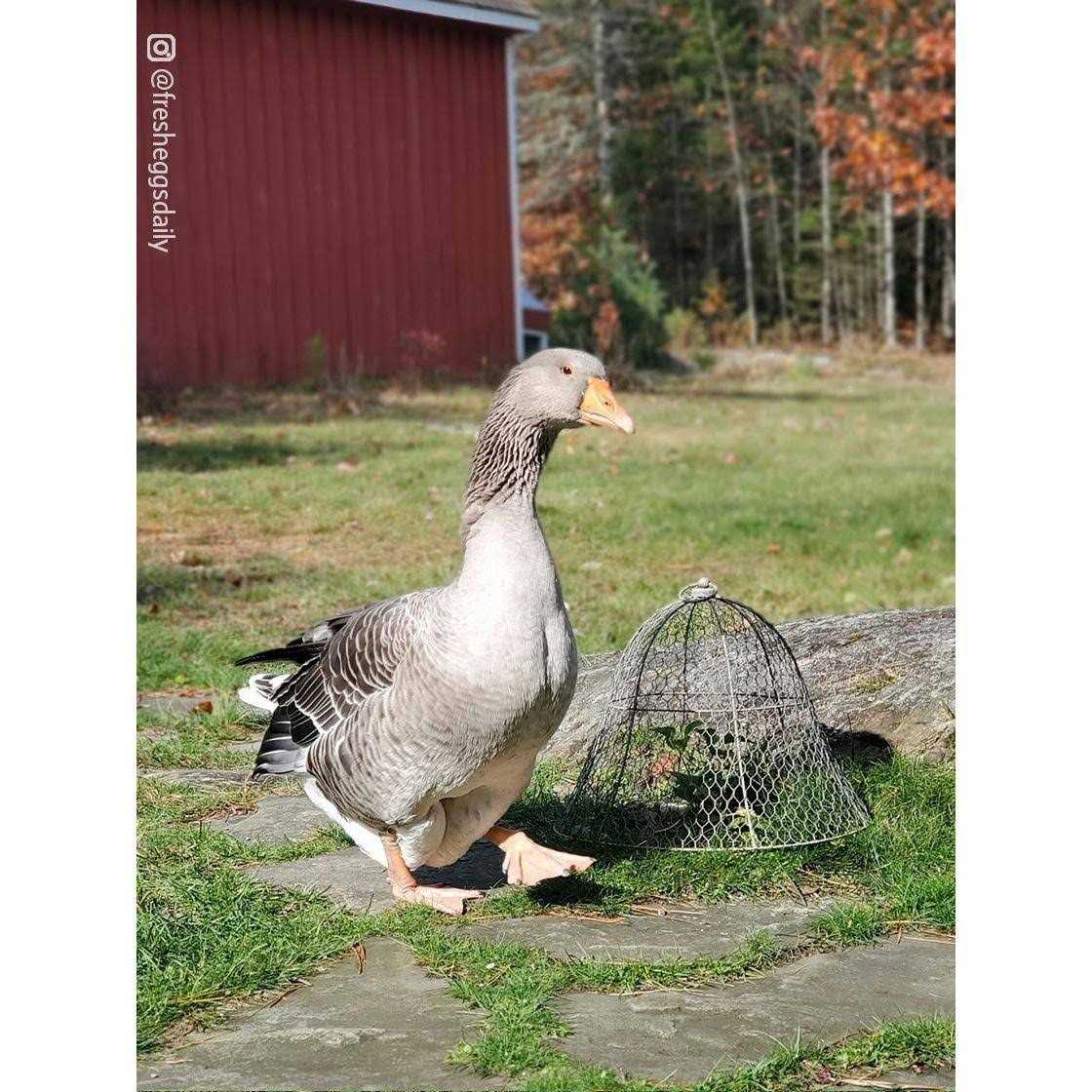 Gardener’s Supply Company Chicken Wire Cloche Garden Plant Protection
