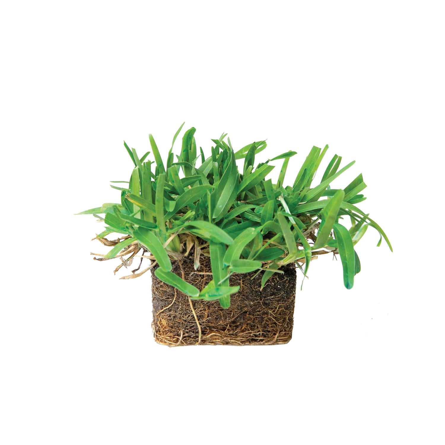 Sod Pods St Augustine Grass Plugs Natural