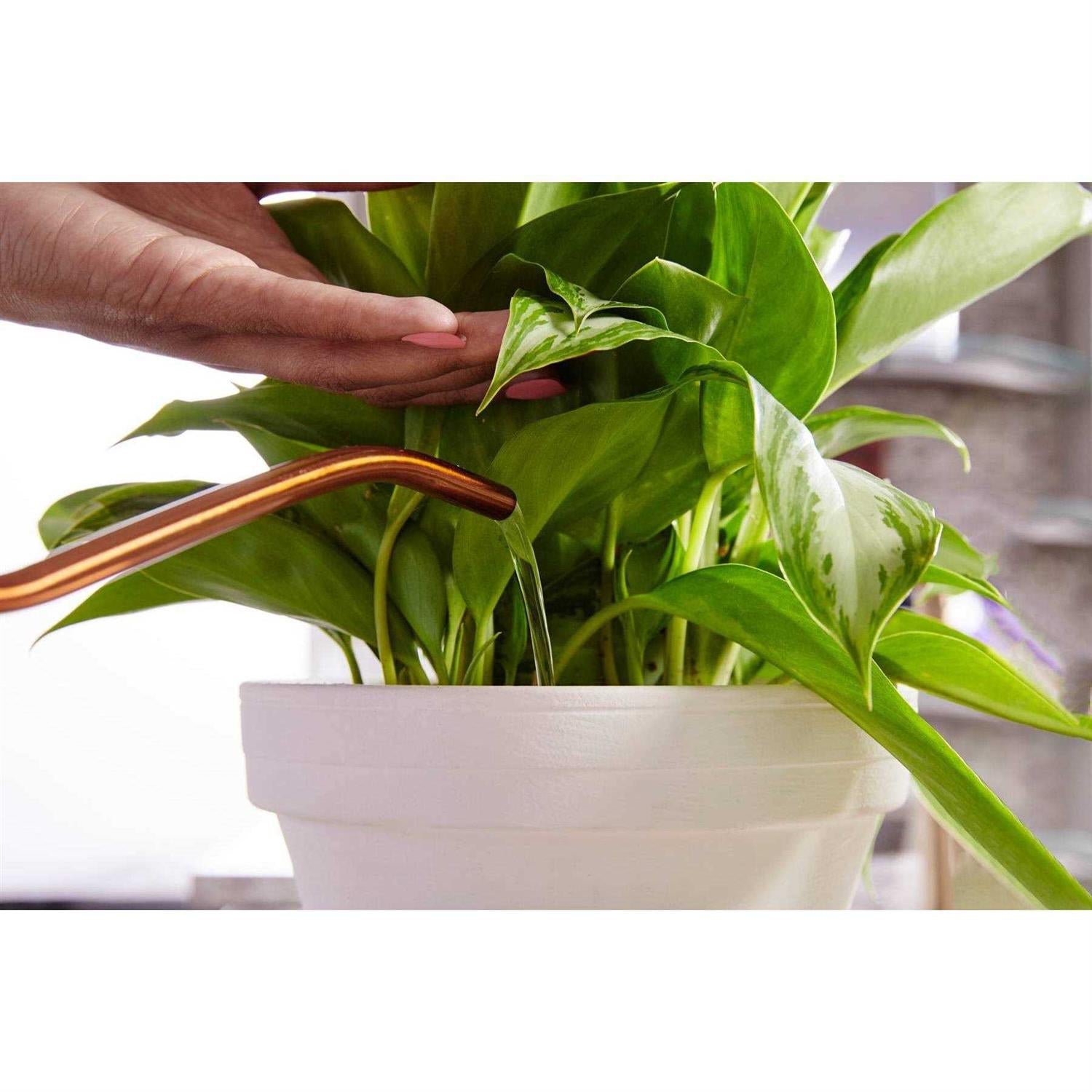 Miracle Gro Indoor Plant Food