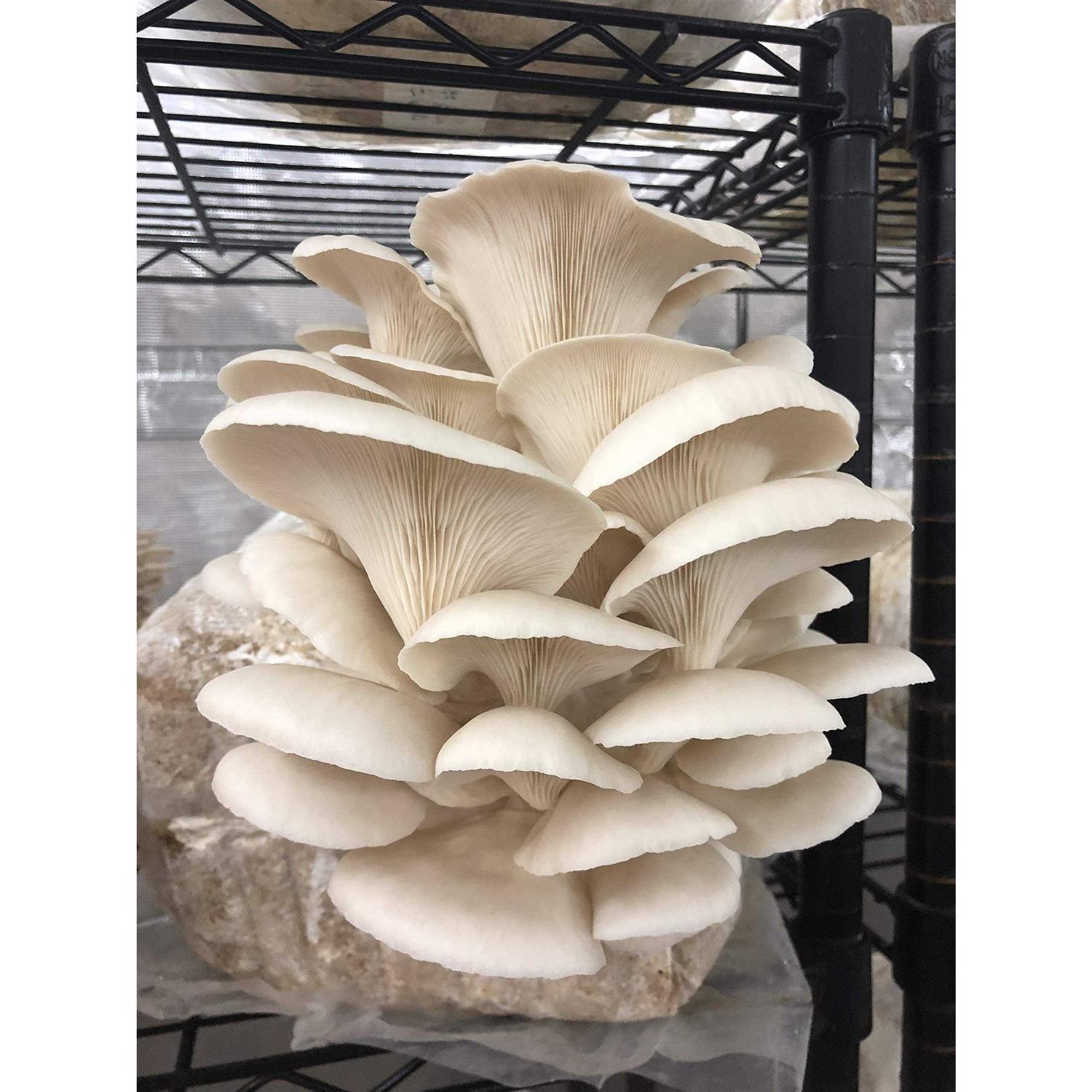 Unicorn Bag Mushroom Growers