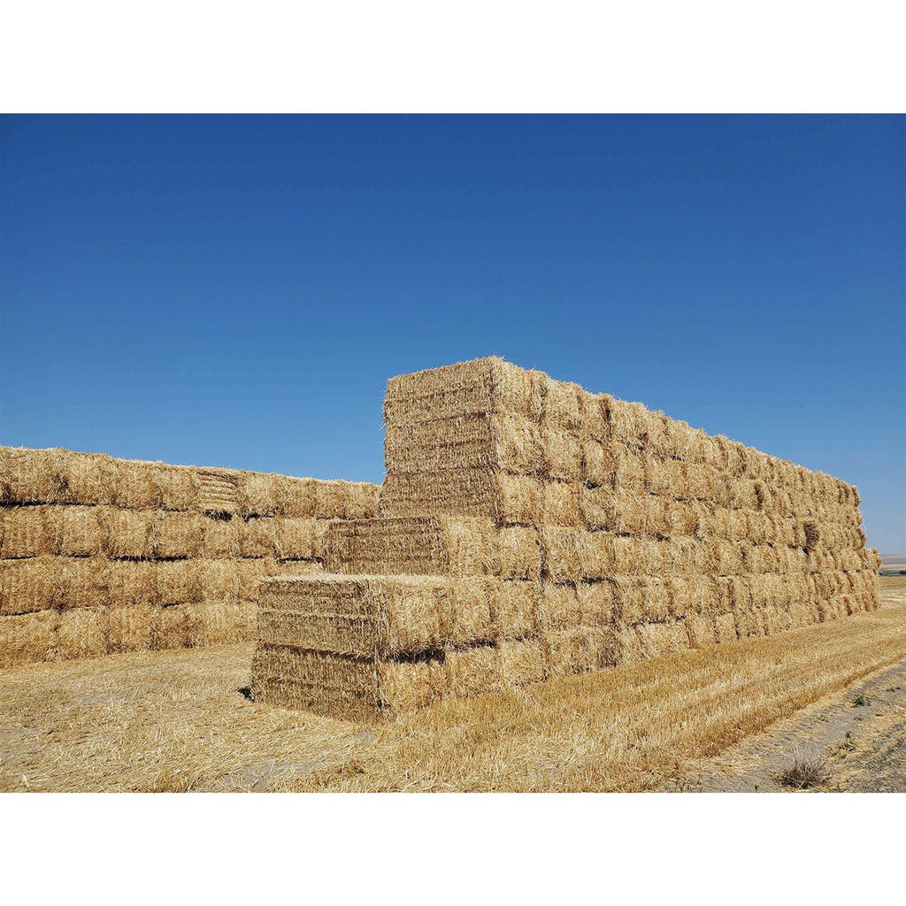 Green Stripe Premium 100% Natural Wheat Straw Grass Harvested 2022, Farmer Direct