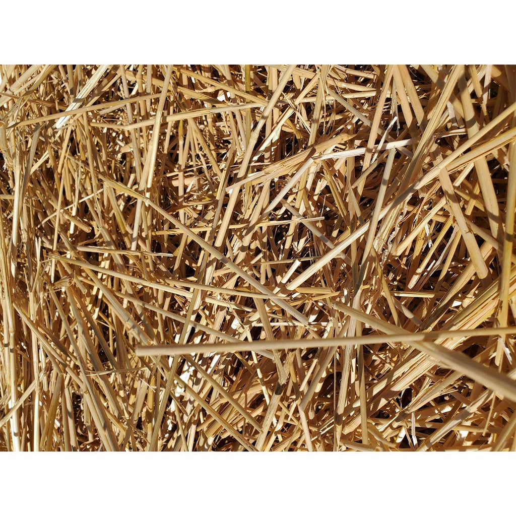 Green Stripe Premium 100% Natural Wheat Straw Grass Harvested 2022, Farmer Direct