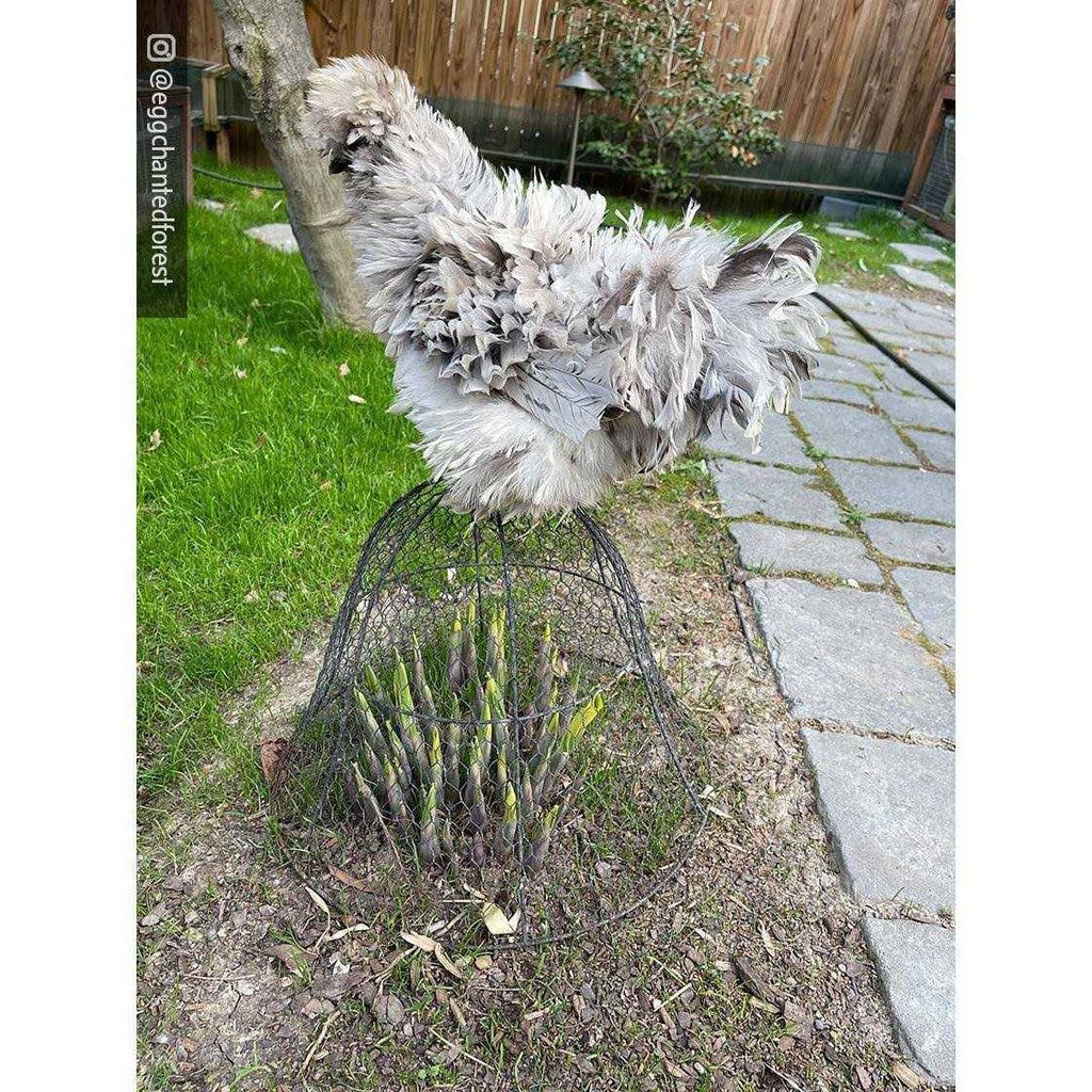 Gardener’s Supply Company Chicken Wire Cloche Garden Plant Protection