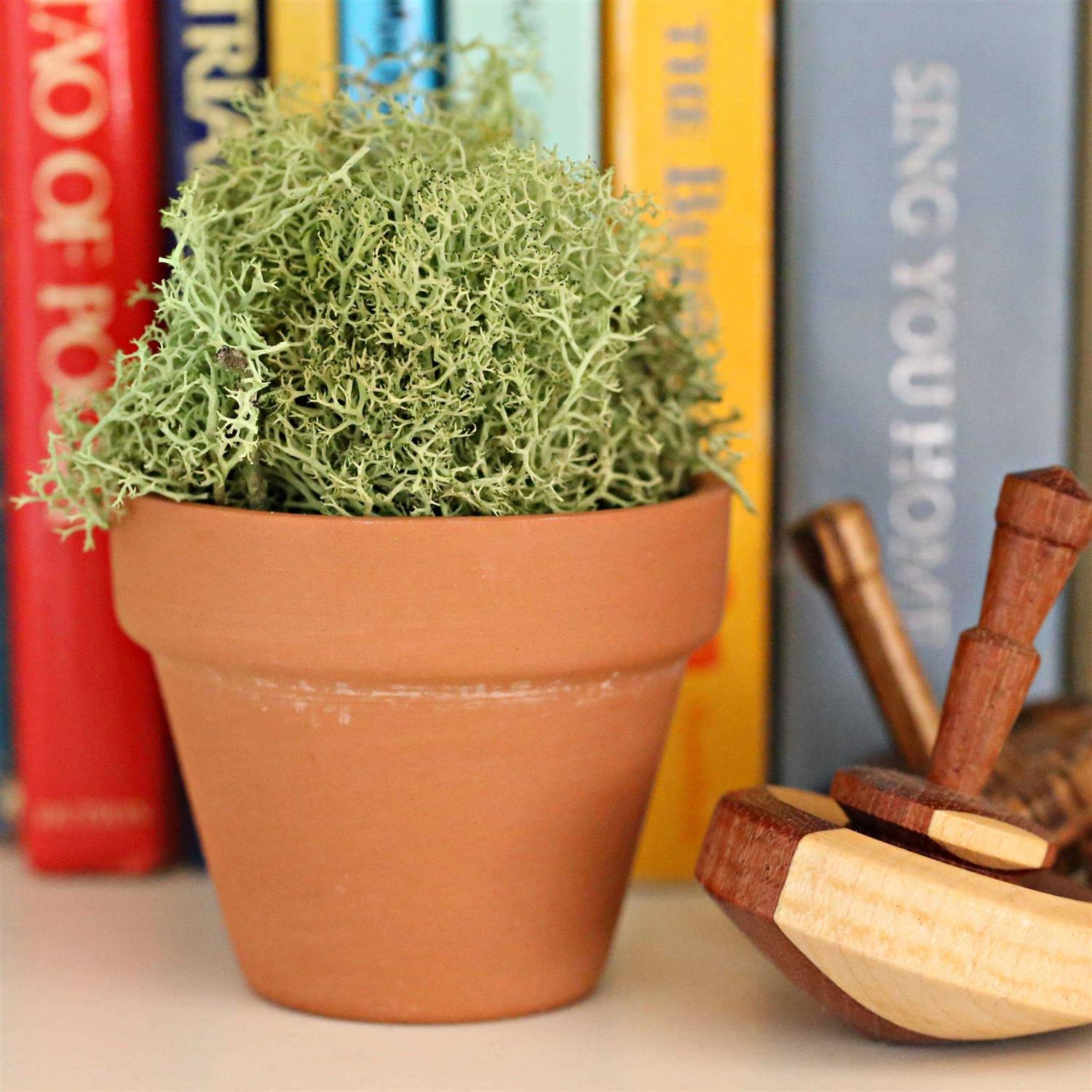 Clay Pot by Ashland