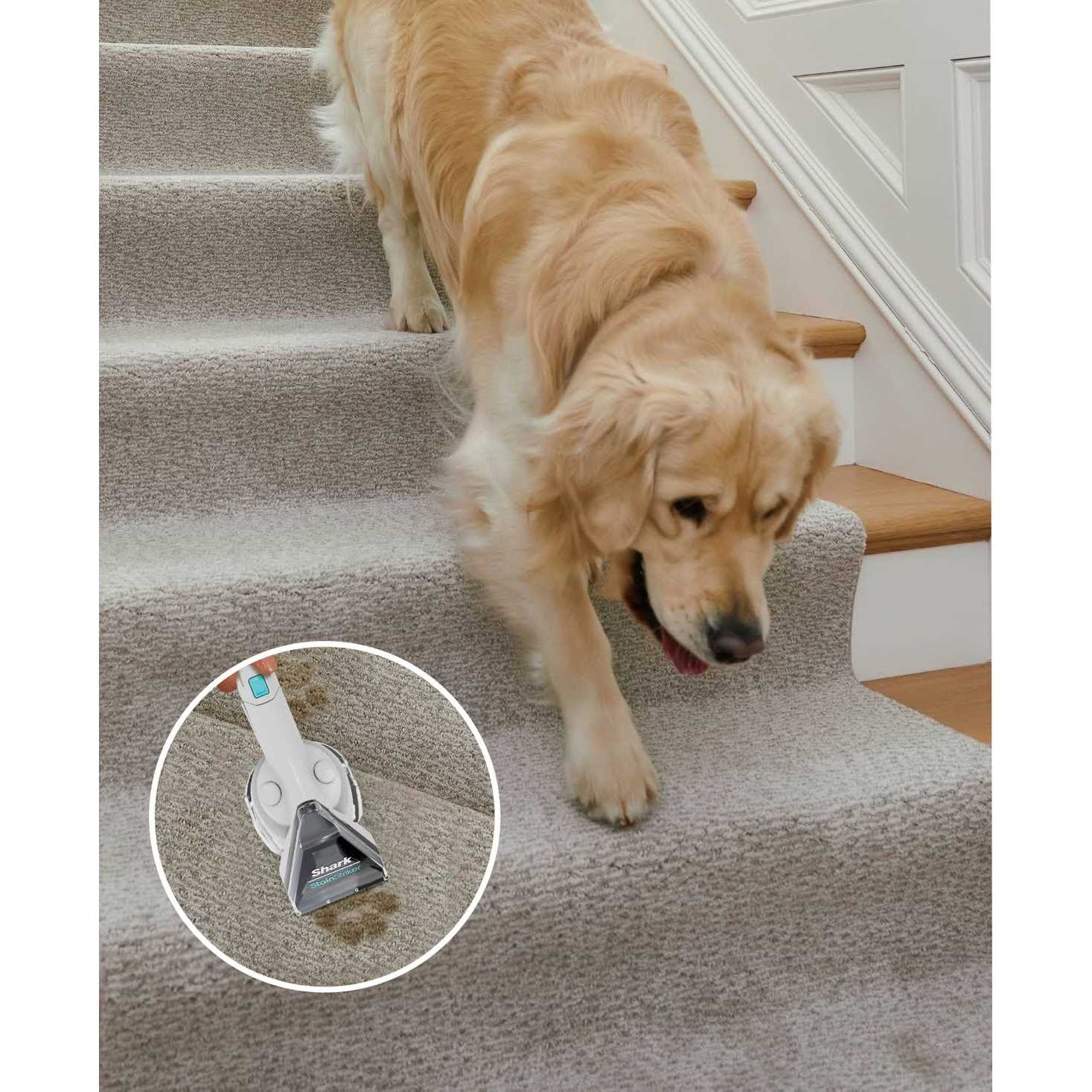 Shark CarpetXpert Deep Carpet Cleaner EX201
