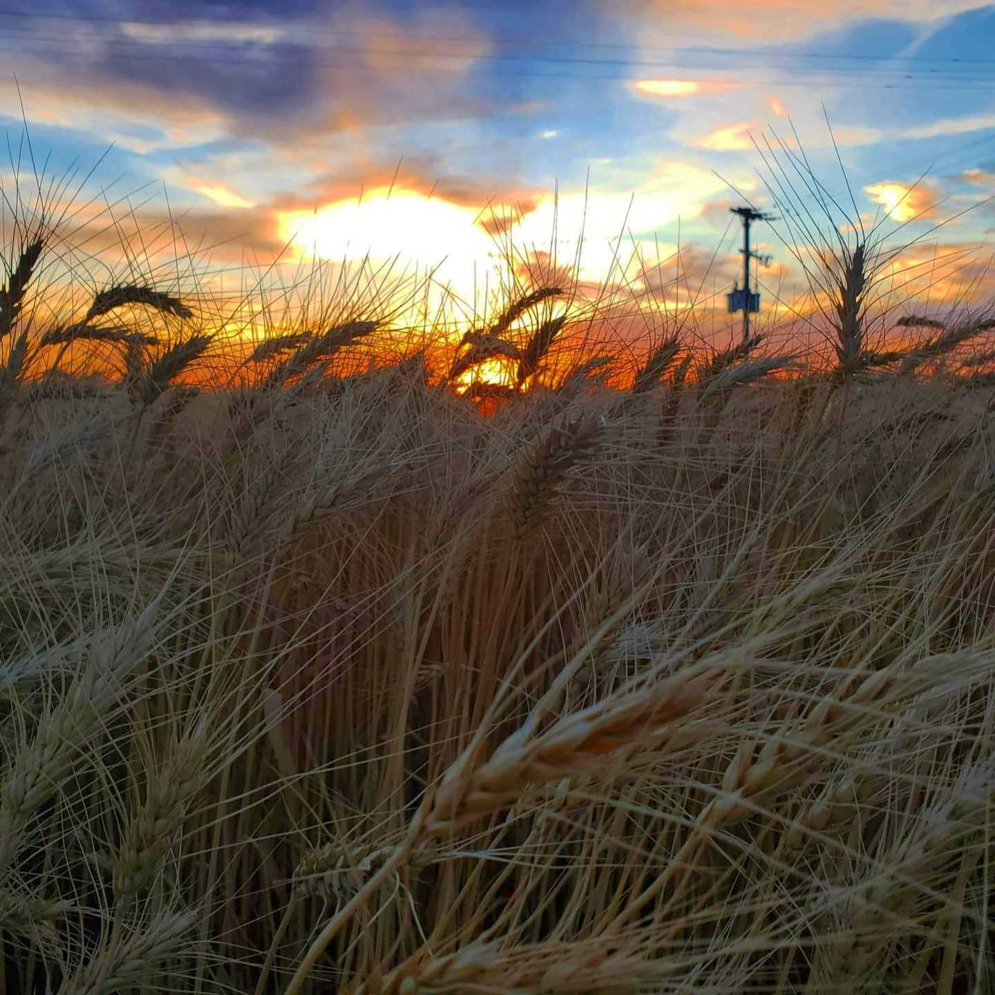Green Stripe Premium 100% Natural Wheat Straw Grass Harvested 2022, Farmer Direct