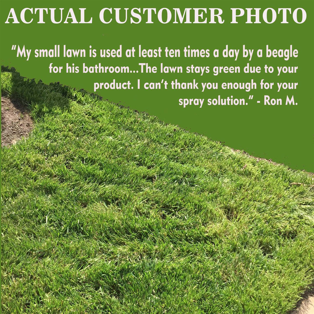 See Spot Run Dog Urine Neutralizer for Lawn Protection Cures and Prevents Burn Spots