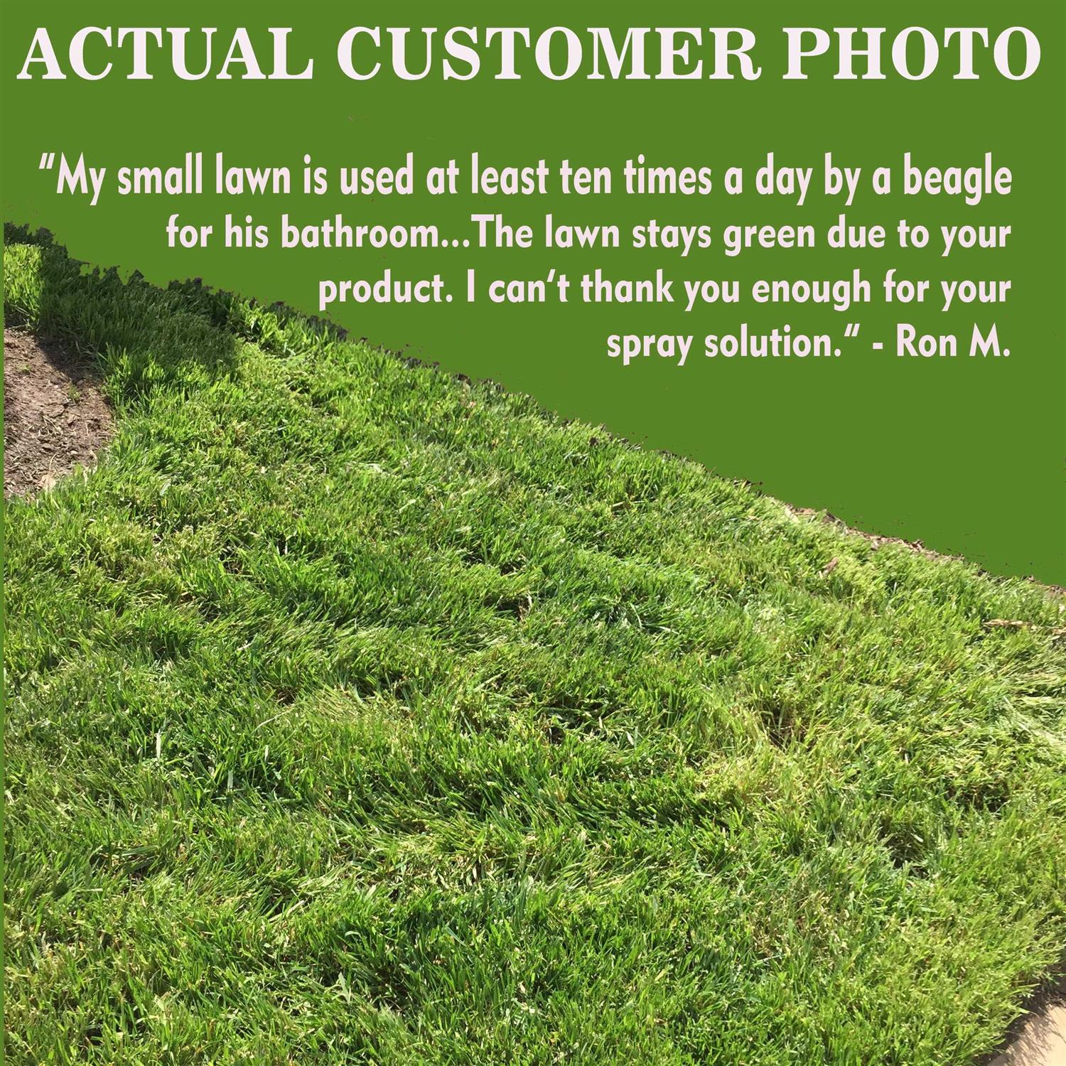 See Spot Run Dog Urine Neutralizer for Lawn Protection Cures and Prevents Burn Spots