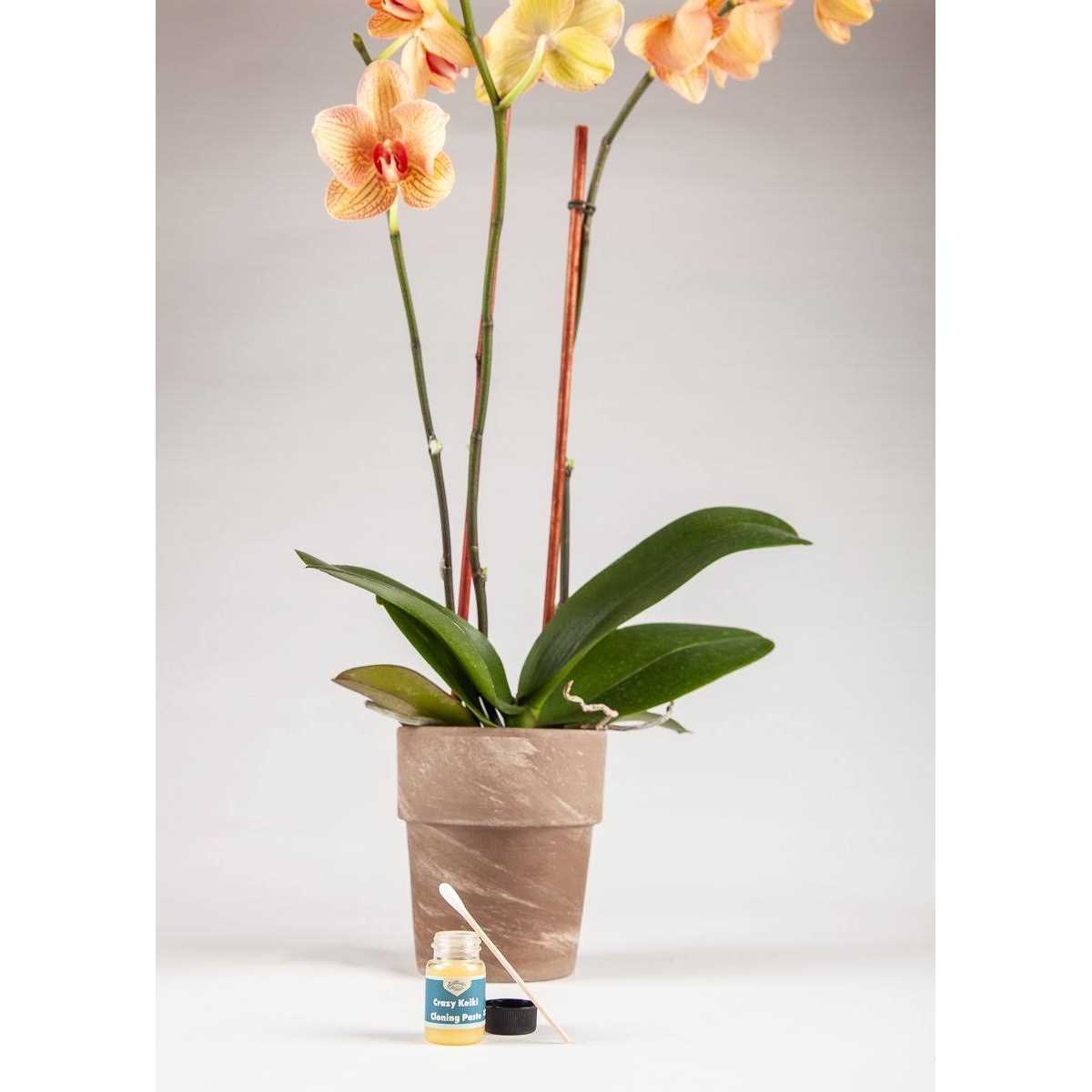 Southside Plants Crazy Keiki Cloning Paste