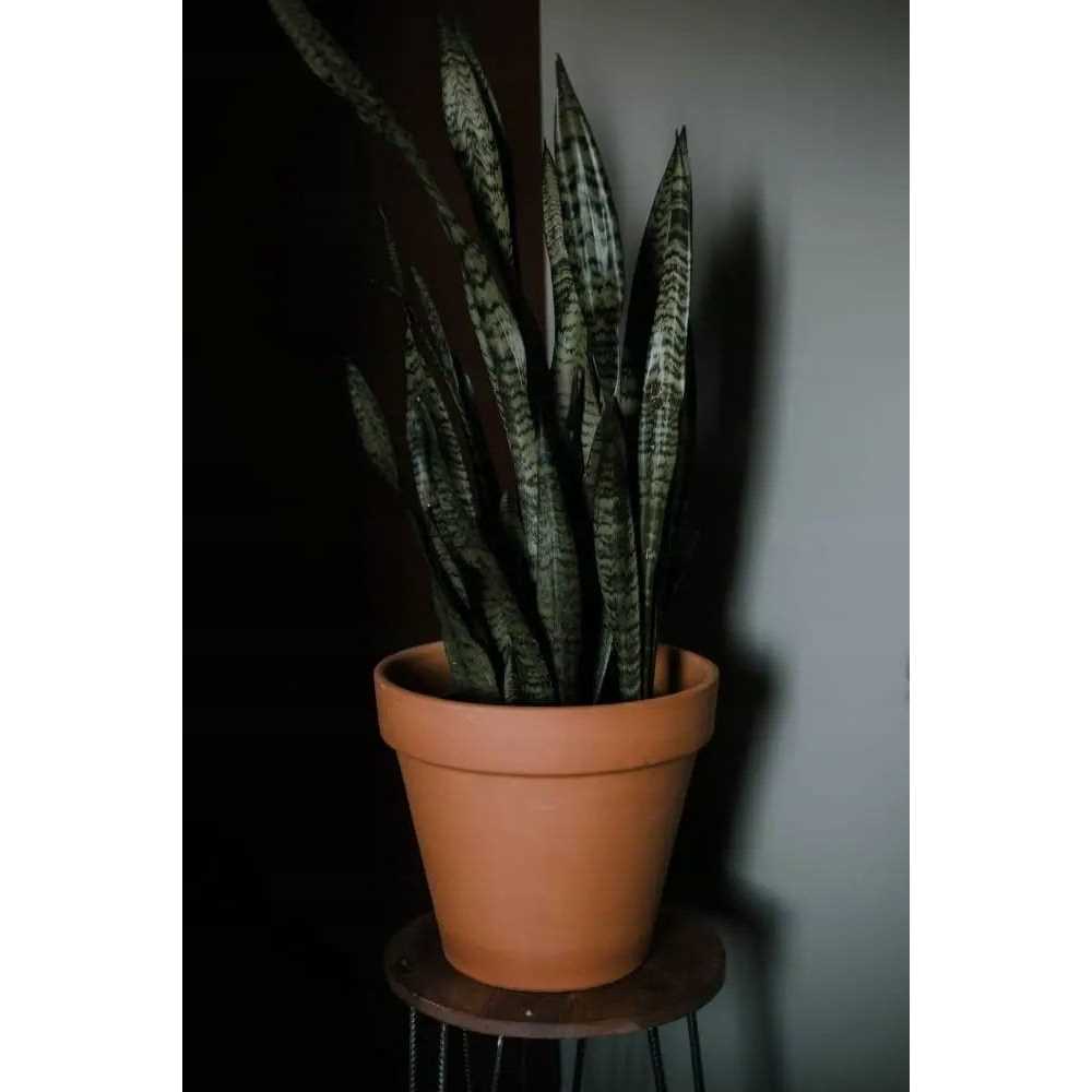 Deroma Terra Cotta Clay Pot