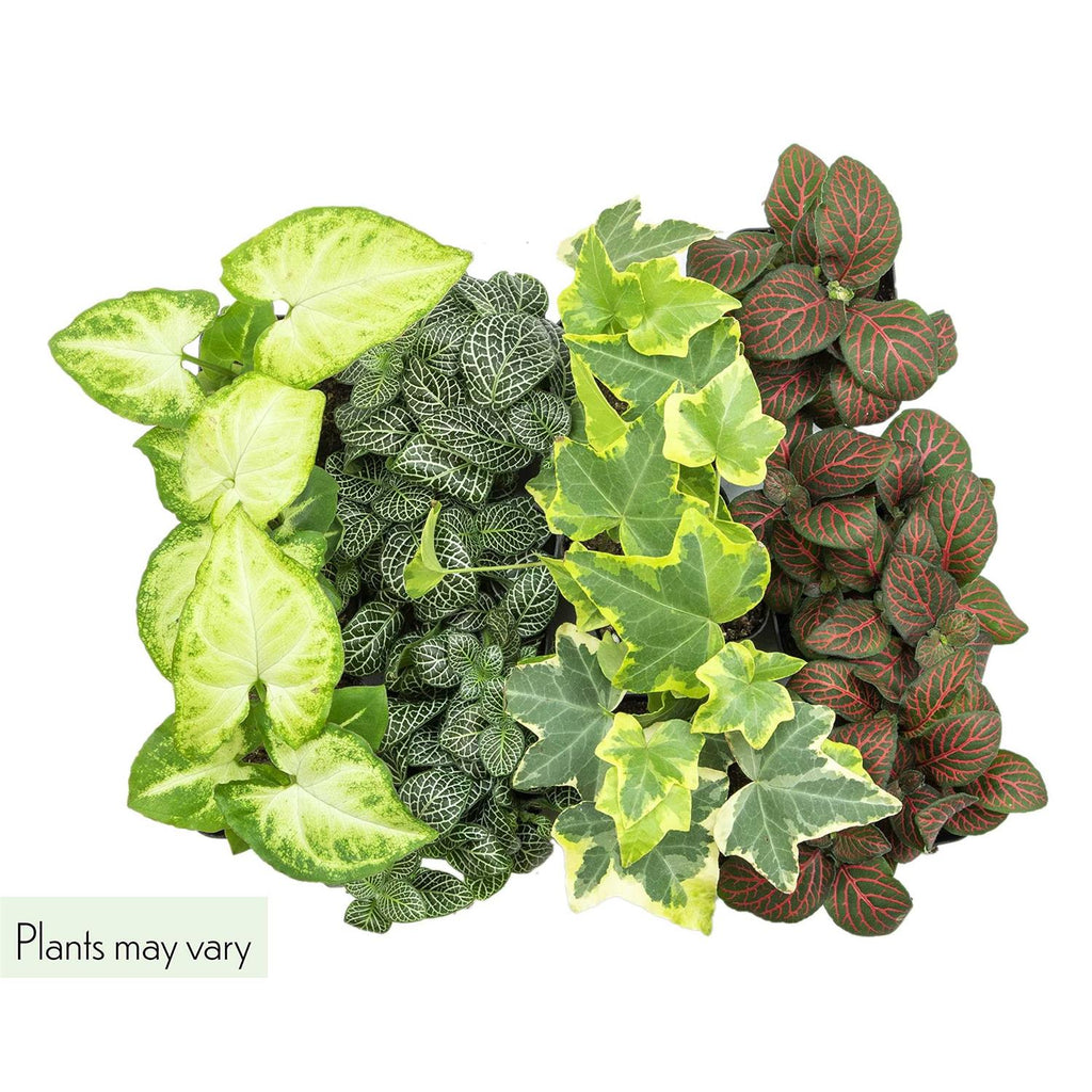 Plants for Pets Easy to Grow Houseplants Live House Plants in Containers Growers Choice