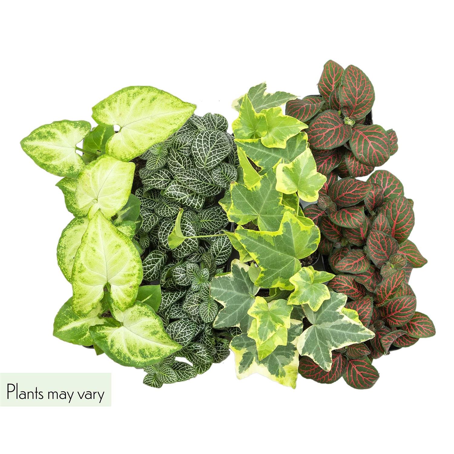 Plants for Pets Easy to Grow Houseplants Live House Plants in Containers Growers Choice
