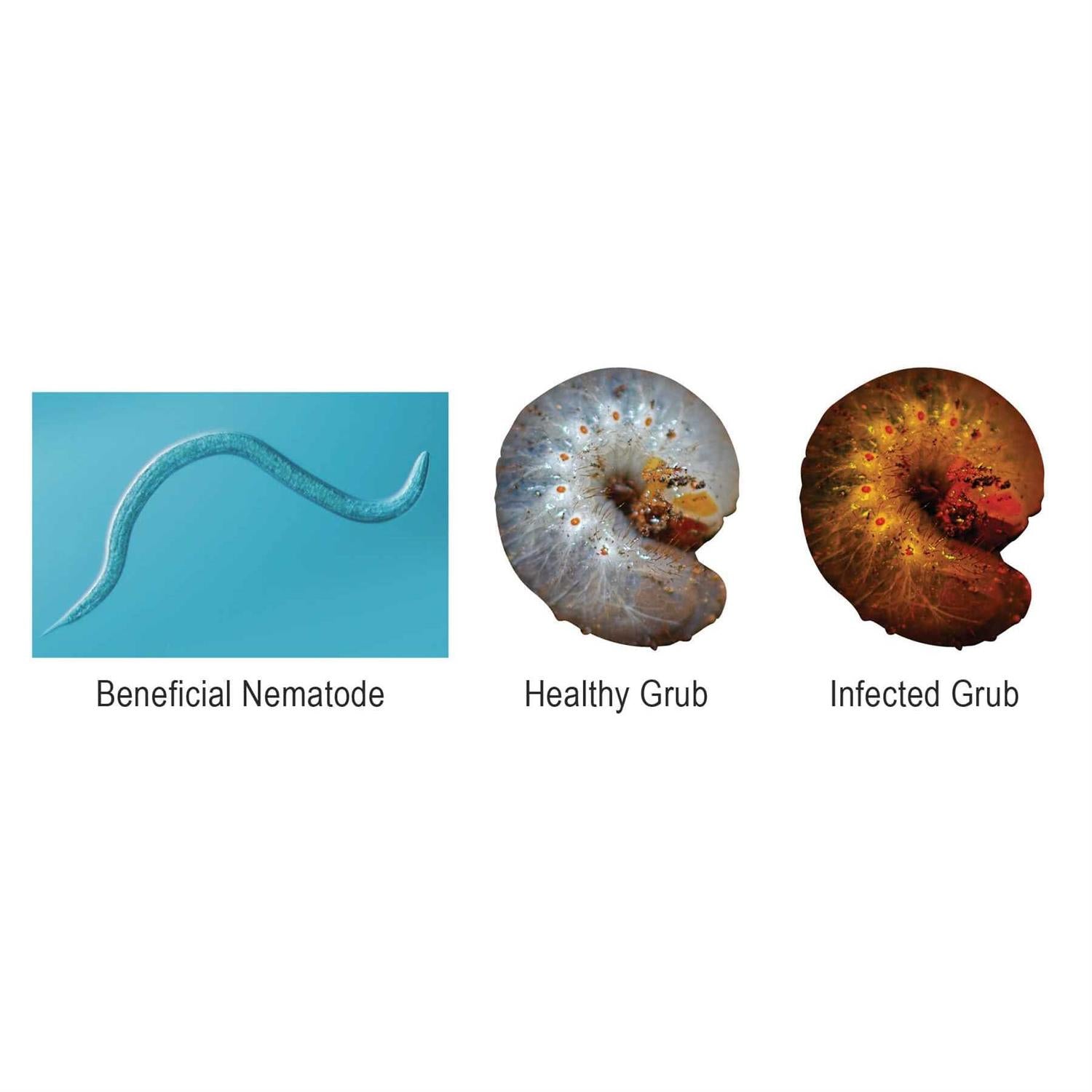Naturesgoodguys Beneficial Nematodes Triple Blend Pack Hb+sc+sf