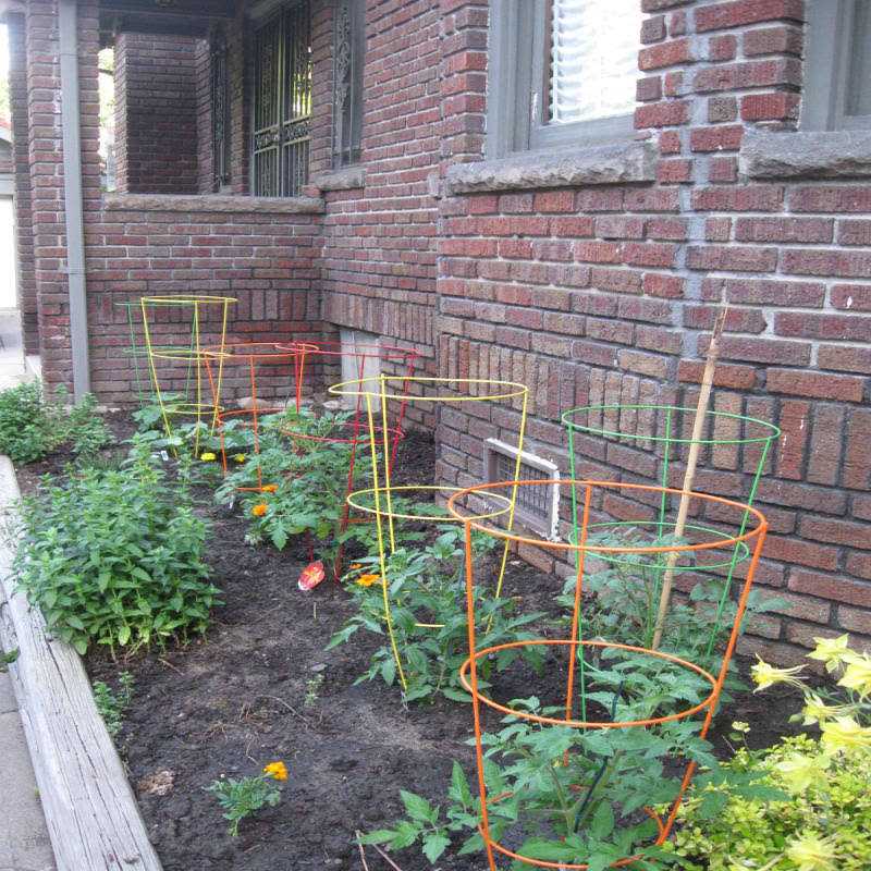 Glamos Wire 54 in Heavy Duty Tomato Cage
