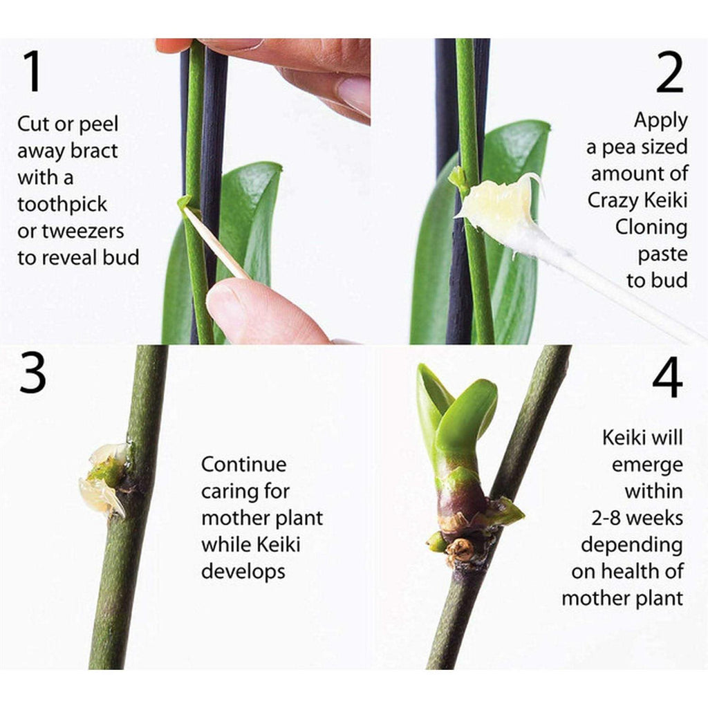 Southside Plants Crazy Keiki Cloning Paste